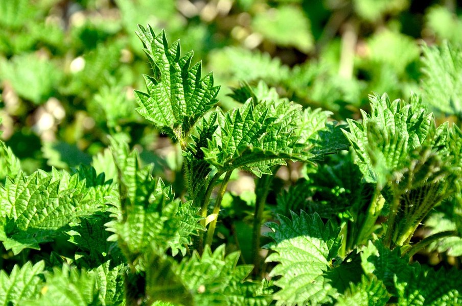 Cum au ajutat urzicile un botanist să rezolve mai multe crime: „Există o satisfacție că ai rezolvat un puzzle”