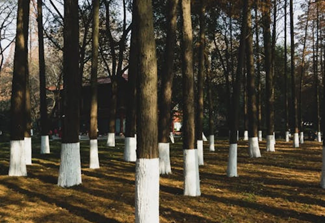 Pomii trebuie dați cu var în noiembrie / foto: Pexels