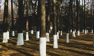 copaci vopsiti pexels jpeg