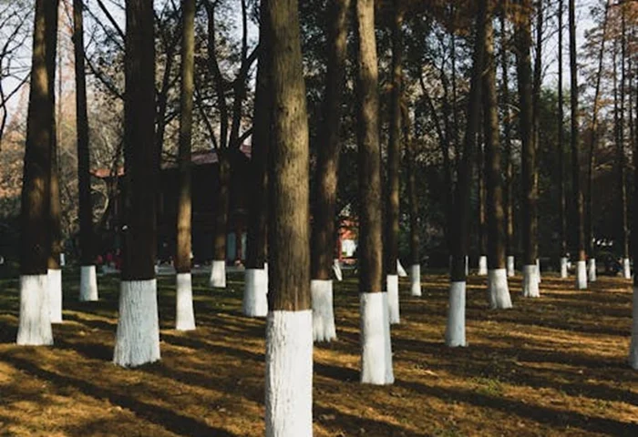 Pomii trebuie dați cu var în noiembrie / foto: Pexels