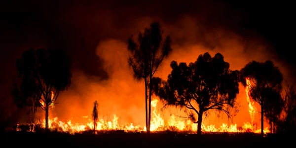 Incendiu vegetatie FOTO Shutterstock