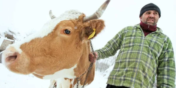 Trandafir Stancu s-a profilat pe creşterea de bovine 