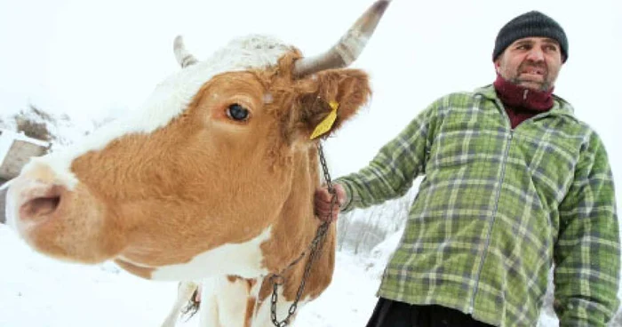 Trandafir Stancu s-a profilat pe creşterea de bovine