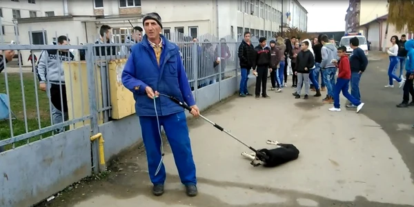 caine schingiuit sibiu