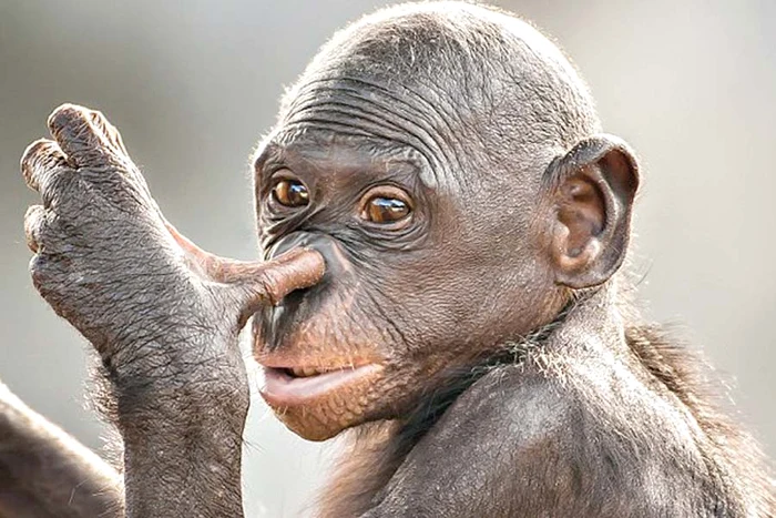 Billy, un cangur care ştie să se respecte