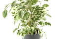 ficus jpeg