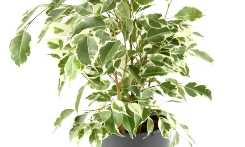 ficus jpeg