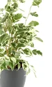 ficus jpeg