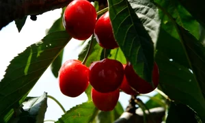 CLIIMA20120520 0005 1 jpeg