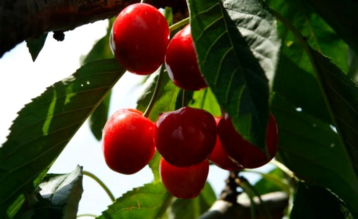 Bărbatul se urcase în copac pentru a culege fructe