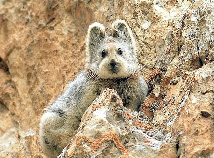 Ili Pika, ursuleţul-iepuraş