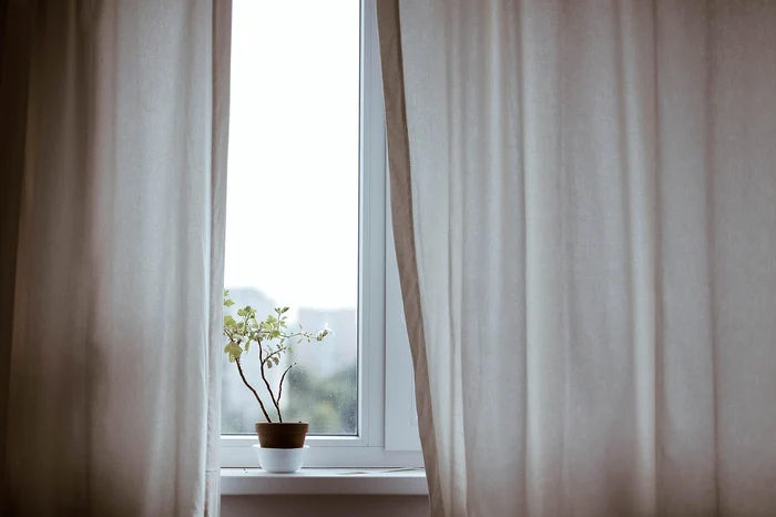 Plantă decorativă / foto: Pixabay 