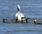 Primăvara în Dobrogea - Delta Dunării Sursa foto Facebook Liviu Simioncencu