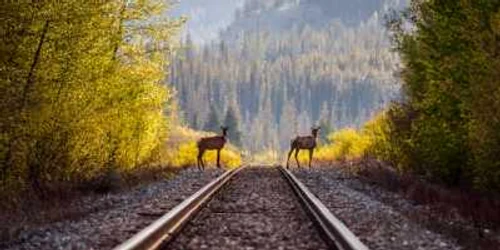 „De partea greșită a șinelor“ - o fotografie de Callum Snape pentru National Geographic Photo Contest 