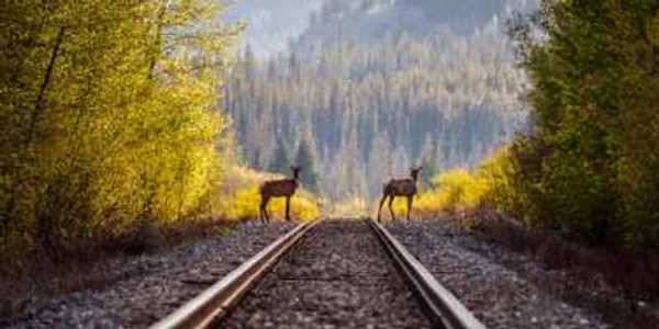 „De partea greșită a șinelor“ - o fotografie de Callum Snape pentru National Geographic Photo Contest 