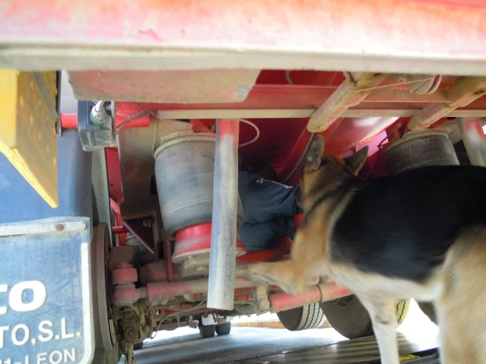 Athos, cainele politist care a prins imigranti ilegali in Spania