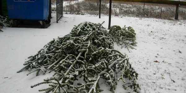 Pomii nevânduţi au fost aruncaţi pe trotuar lângă tomberon