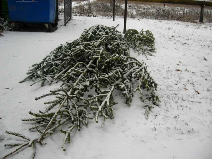Au fost confiscaţi 161 de pomi de Crăciun                                                                        FOTO: Arhivă