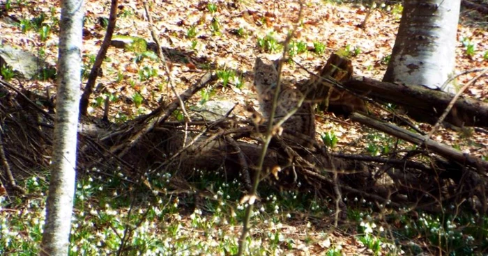 Un râs surprins imediat după ce a vânat un căprior. Sursa foto: Parcul Natural Apuseni