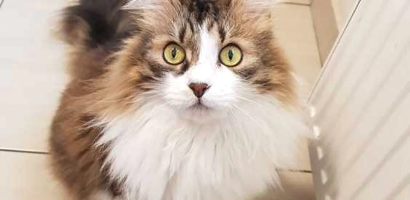Un studiu arată că pisicile scăpate de sub supraveghere pot ucide sute de animale (Foto - Sherlock 💛)