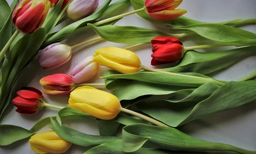 tulips 4885277 640 jpeg