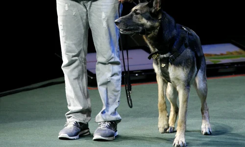 Cesar Millan Auckland NZ (198) jpeg