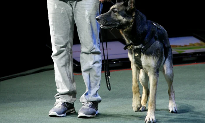 Cesar Millan Auckland NZ (198) jpeg