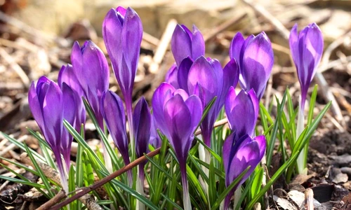 brânduşa de toamnă jpeg