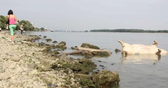 Galati: Porc plutitor pe Dunăre