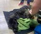 O căţeluşă captivă în smoală a fost salvată de pompieri după patru ore de intervenţie FOTO ISU