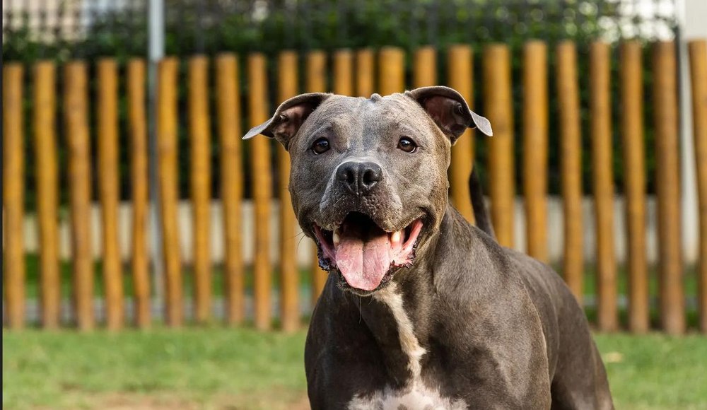 Pedeapsa blândă primită de o femeie care și-a îndemnat pitbull-ul să atace un bucureștean cu care se certase