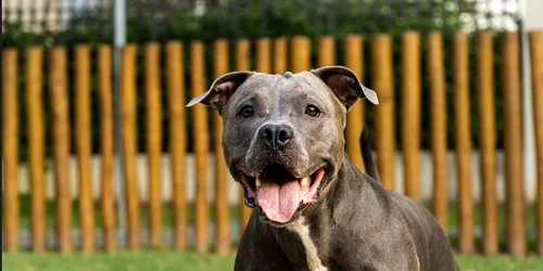 pitbull foto diggs pet jpg