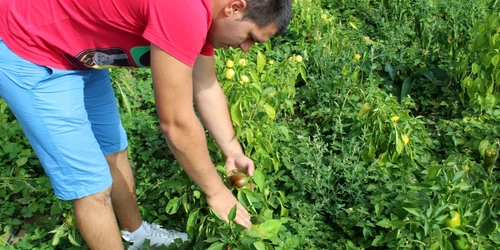 agricultura