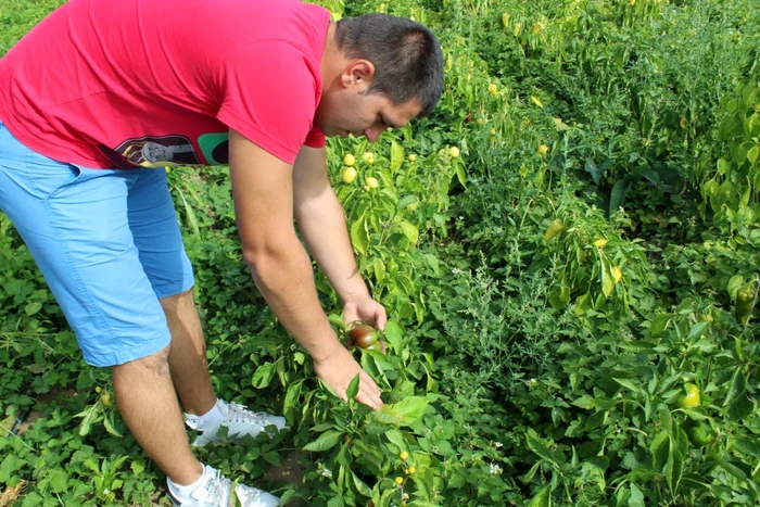 agricultura