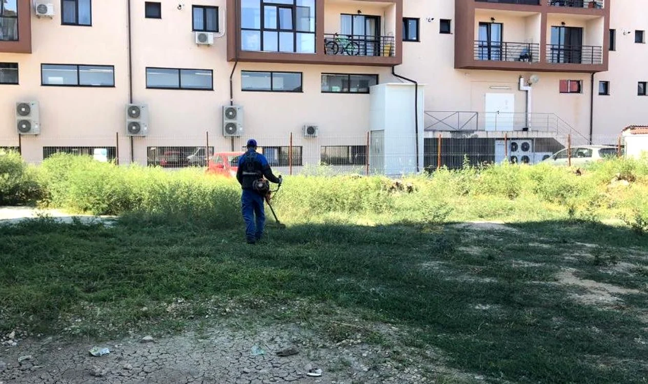 Ambrozia crește printre blocuri pe spațiul verde năpădit de buruieni 