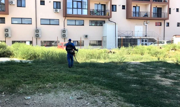 Ambrozia crește printre blocuri pe spațiul verde năpădit de buruieni 