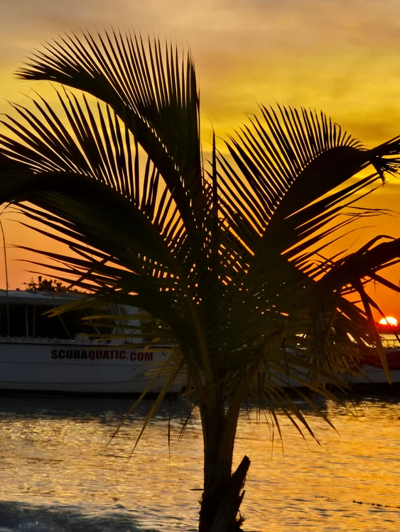 Apusul jamaican inspiră artiștii plastici din întreaga lume