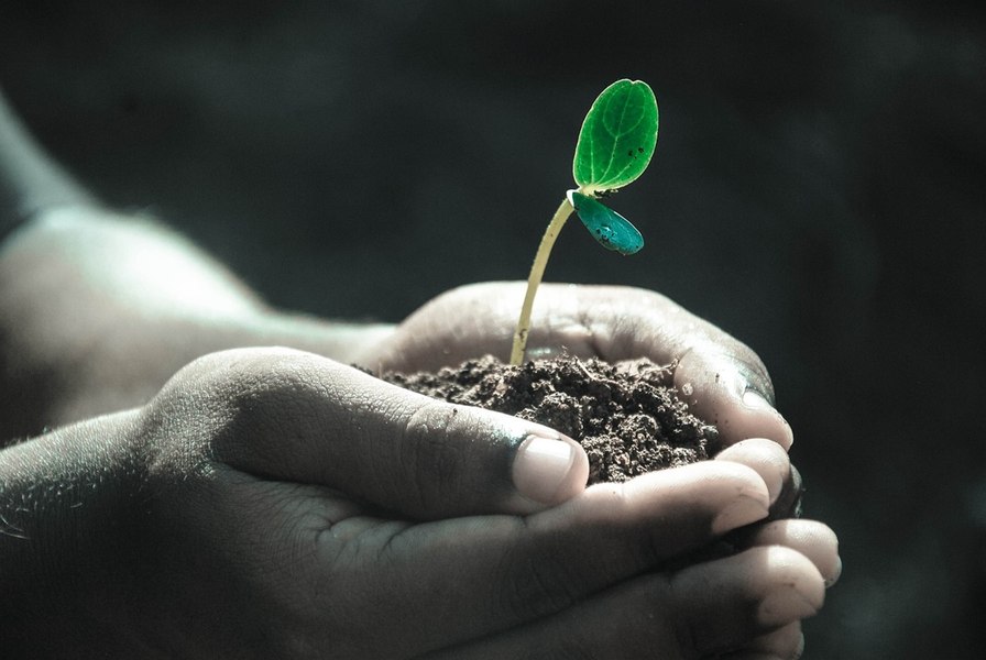 Planta „minune” care poate lua locul purificatoarelor de aer: îndepărtează unii dintre cei mai nocivi poluanți gazoși care se acumulează în locuințe
