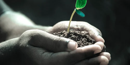 plantă jpg