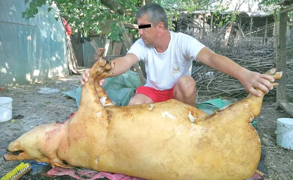 Adrian a preferat să-şi sacrifice porcul