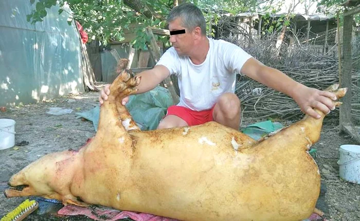 Adrian a preferat să-şi sacrifice porcul