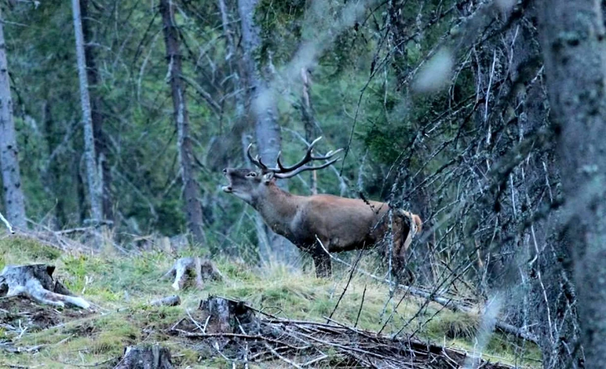 animale padure apuseni