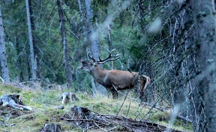 animale padure apuseni