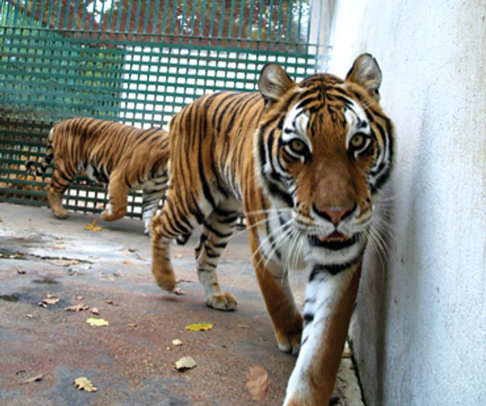 Hunedoara: Tigrii bengalezi, vedete la Zoo Hunedoara