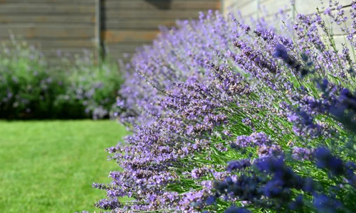 shutterstock 2479820713 jpg