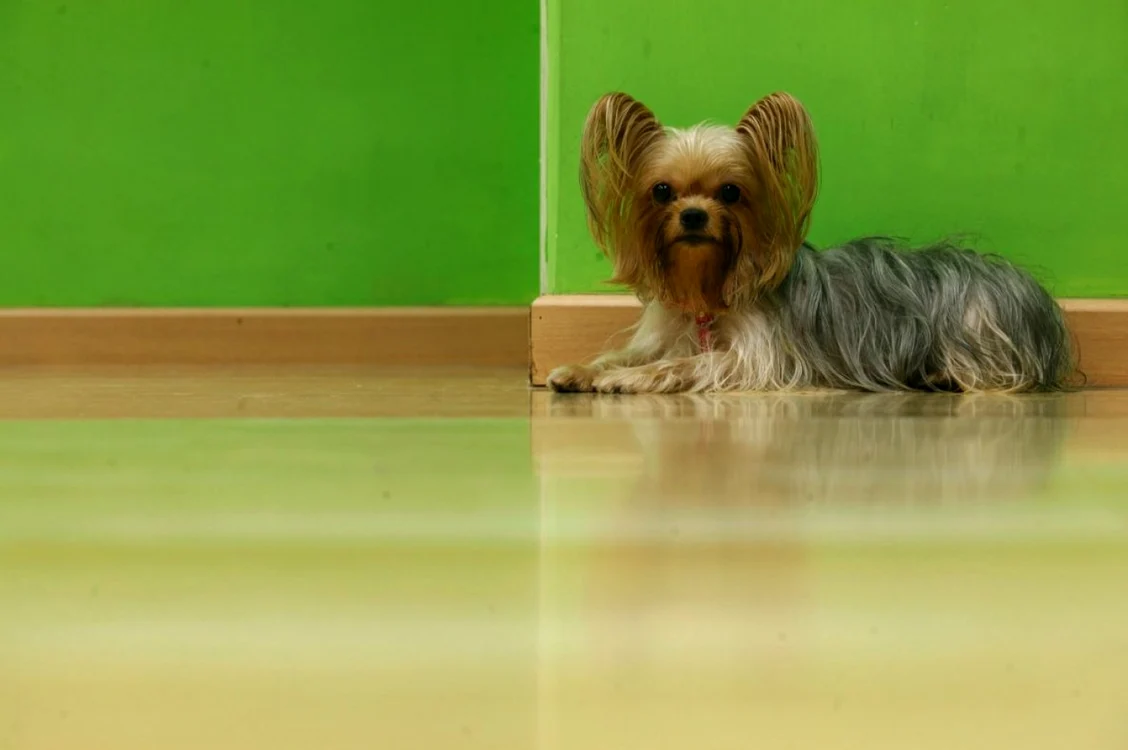 cele mai mici rase de caini Yorkshire Terrier