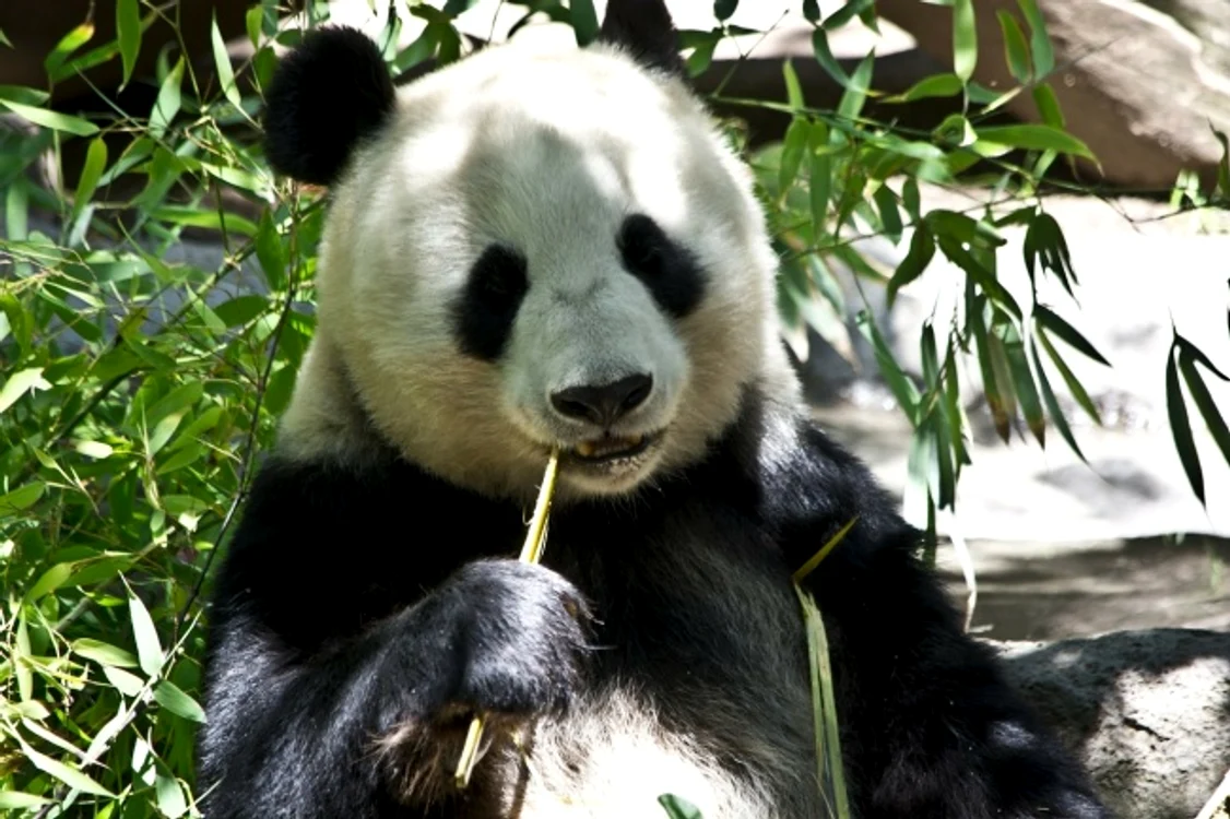 urs panda jpg jpeg
