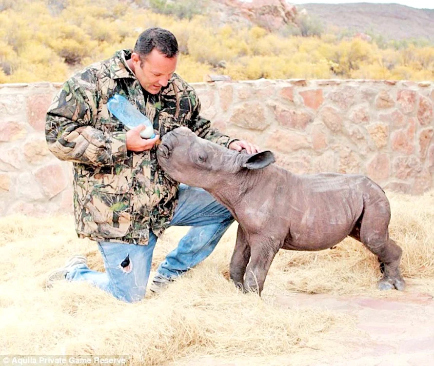 
    Rhino bea 21 de  litri de lapte pe zi  şi ascultă poveşti   