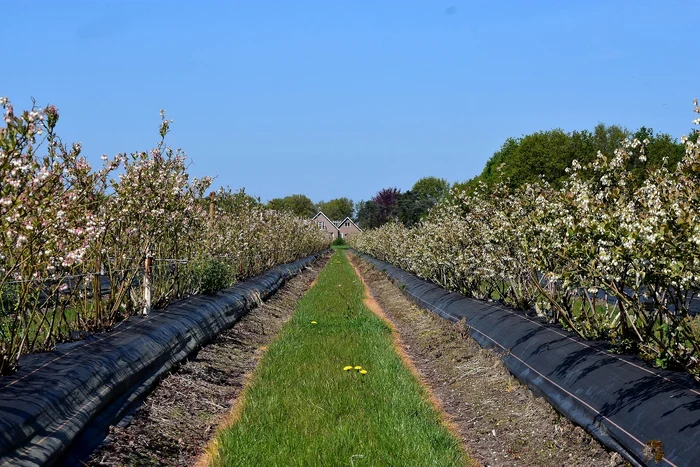 Afine de cultură. Foto: Pixabay.com