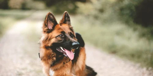 Câinele ciobănesc german este cunoscut ca fiind inteligent şi agil, deci nu este deloc surprinzător că sunt adesea angajaţi ca câini de serviciu în poliţie, jandarmerie, căutării şi salvării jpeg